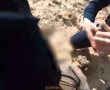 ​ירי באוויר ודריסת כבשים: תיעוד המרדף המסוכן אחר הנהג שנמלט נגד כיוון התנועה