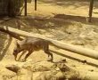 ניצלו ממלכודת – בדרך לחירות: הצבועות שהגיעו לשיקום במדבריום