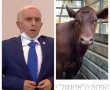 לדוד בנימין תהיה פרה, א ד ו מ ה. ולנו תהיה מ ל ח מ ה.. איזה כיף? 