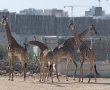 חבר חדש בעדר: ג’ירף צעיר הגיע למדבריום – ואתם מוזמנים לבחור לו שם